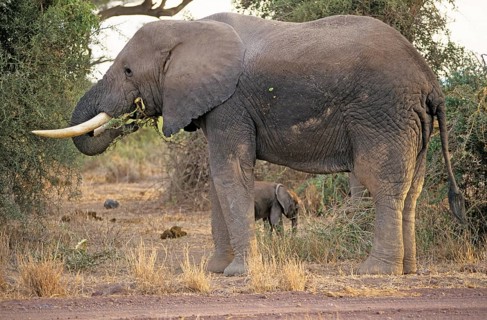 Elephant (Loxodonta africana) with young, Amboseli National Park, Kenya, Africa, June 2000,