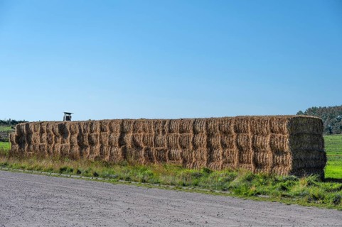 Stacked straw bales at the edge of the meadow, Ahrenshoop, Darß, Mecklenbnurg-Western Pomerania,