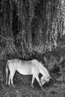 Horse, grey under a willow tree (Salix), black and white, Othenstorf, Mecklenburg-Vorpommern,