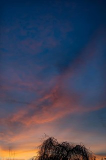 Tree silhouette in evening sky, Eckental, Middle Franconia, Bavaria, Germany