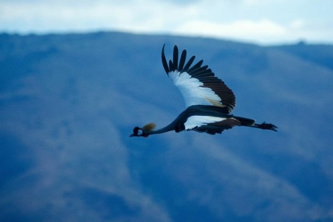 Crowned Crane (Balearica Pavonina) in flight, Ngorongoro Crater, Tanzania, Africa, June 2000,
