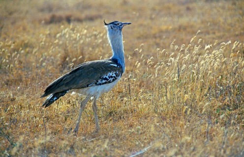 Giant bustard (Ardeotis kori), Ngorongoro Crater, Tanzania, Africa, June 2000, vintage, retro, old,