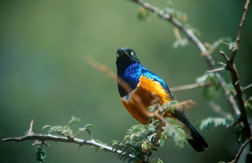 Tricoloured Glossy Starling (Lamprotornis superbus), Serengeti, Tanzania, Africa, June 2000,