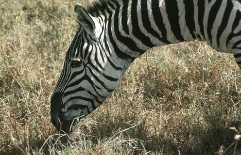 Steppe zebra (Equus quagga), Ngorongoro Crater, Tanzania, Africa, June 2000, vintage, retro, old,