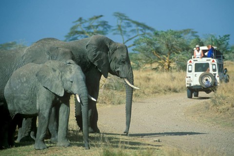 Elephants (Loxodonta africana), Safari, Serengeti, Tanzania, Africa, June 2000, vintage, retro,