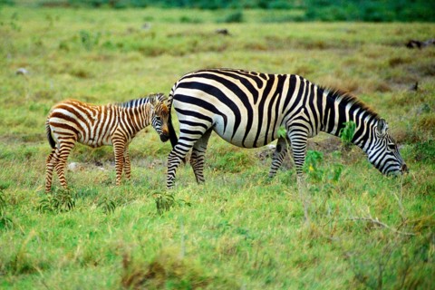 Plains zebra (Equus quagga) with foal in Amboseli National Park, Kenya, Africa, June 2000, vintage,