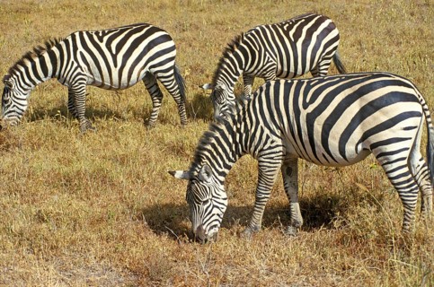 Steppe zebra (Equus quagga) in the Ngorongoro Crater, Tanzania, Africa, June 2000, vintage, retro,