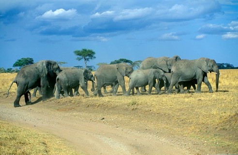 Herd of elephants (Loxodonta africana), Serengeti, Tanzania, Africa, June 2000, vintage, retro,