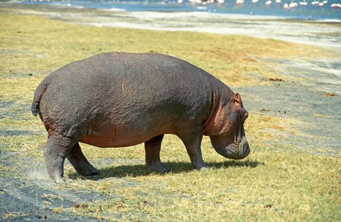 Hippopotamus (Hippopotamus amphibius) in the Ngorongoro Crater, Tanzania, Africa, June 2000,