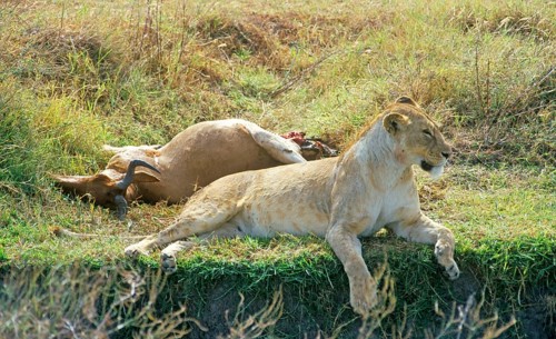 Lioness lying next to her prey, Ngorongoro Crater, Tanzania, Africa, June 2000, vintage, retro,