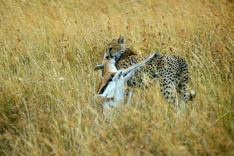 Cheetah (Acinonyx jubatus) with prey, Serengeti, Tanzania, Africa, June 2000, vintage, retro, old,