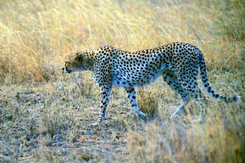 Cheetah (Acinonyx jubatus), Serengeti, Tanzania, Africa, June 2000, vintage, retro, old, historical