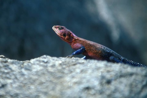 Settler's agama (Agama agama), Serengeti, Tanzania, Africa, June 2000, vintage, retro, old,