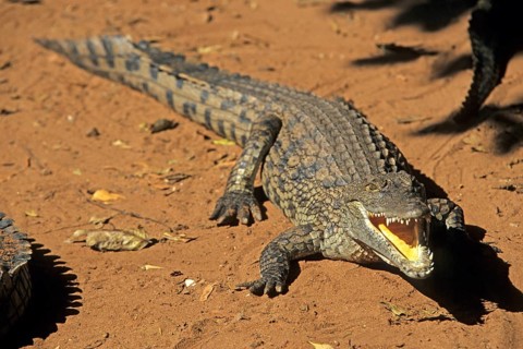 Nile crocodile (Crocodylus niloticus), crocodile farm, Victoria Falls, Zimbabwe, Africa, June 2000,