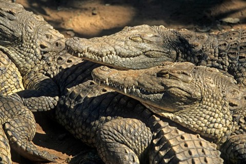 Nile crocodiles (Crocodylus niloticus), crocodile farm, Victoria Falls, Zimbabwe, Africa, June