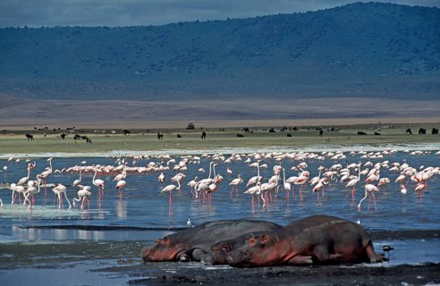 Flamingos, sleeping hippos (Hippopotamus amphibius) in the Ngorongoro Crater, Tanzania, Africa,