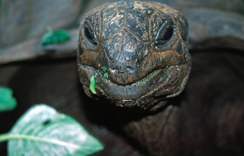 Giant tortoise on Chapwani Island near Zanzibar, Tanzania, Africa, June 2000, vintage, retro, old,