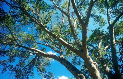 Sycamore (Ficus sycomorus) in Zimbabwe, Africa, June 2000, vintage, retro, old, historic