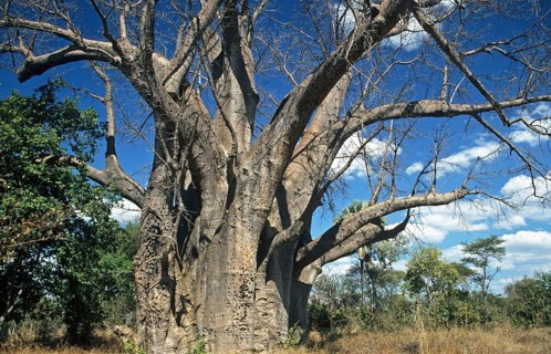 Baobab tree (Adansonia digitata) in Zimbabwe, Africa, June 2000, vintage, retro, old, historical