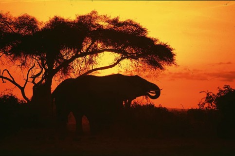 Elephant at sunrise in Amboseli National Park, orange filter, Kenya, Africa, June 2000, vintage,