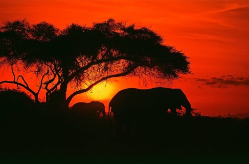 Elephants at sunrise in Amboseli National Park, Orangefilter, Kenya, Africa, June 2000, vintage,