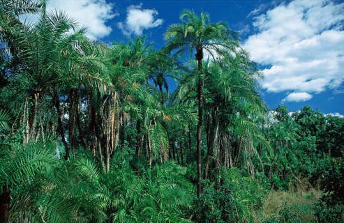 Rainforest near Victoria Falls, Zimbabwe, Africa, June 2000, vintage, retro, old, historic