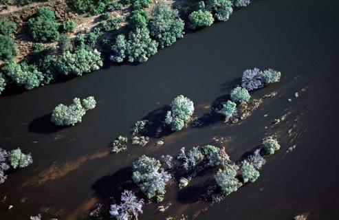 Aerial view, trees, Zambezi, Zimbabwe, Africa, June 2000, vintage, retro, old, historic