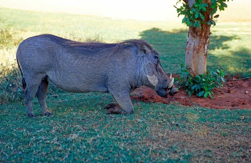 Warthog (Phacochoerus aethiopicus) in Victoria Falls, Zimbabwe, Africa, June 2000, vintage, retro,