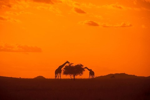 Silhouettes of two giraffes eating from a tree, orange filter, Serengeti, Tanzania, Africa, June