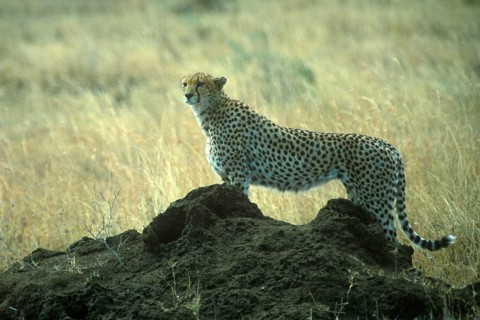 Cheetah (Acinonyx jubatus) in the Serengeti, Tanzania, Africa, June 2000, vintage, retro, old,