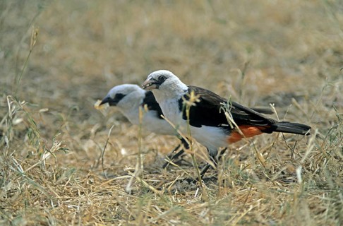 Star weaver (Dinemellia dinemelli), Serengeti National Park, Tanzania, Africa, June 2000, vintage,
