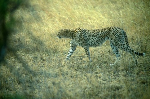 Cheetah (Acinonyx jubatus) in the Serengeti, Tanzania, Africa, June 2000, vintage, retro, old,