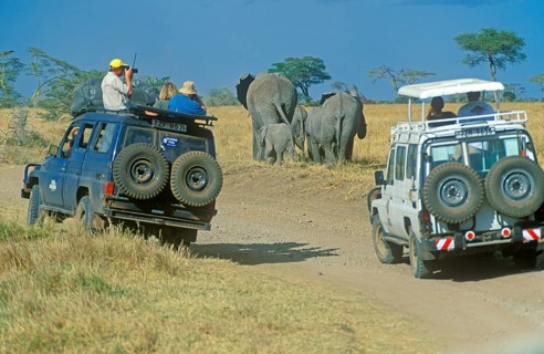 Participants of a safari watching elephants (Loxodonta africana) in the Serengeti, Tanzania,