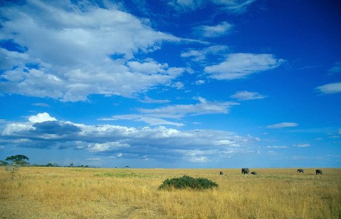 Herd of elephants (Loxodonta africana) in the Serengeti, Tanzania, Africa, June 2000, vintage,