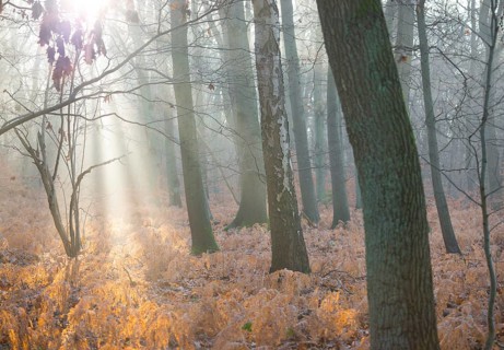 Sunlight in foggy forest, dead, yellow fern fronds, bright, autumnal, autumn leaves, morning light,