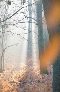 Sunlight in a misty forest, dead, yellow fern fronds, autumnal, bright, autumn leaves, morning