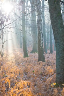 Sunlight breaks through the misty forest and illuminates dead, yellow fern fronds, autumn leaves,