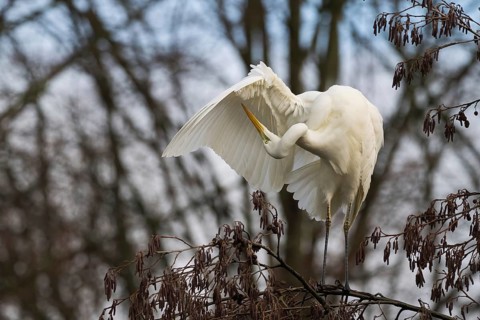 Great White Egret (Ardea alba) sitting in a tree and grooming its feathers in a quiet environment,