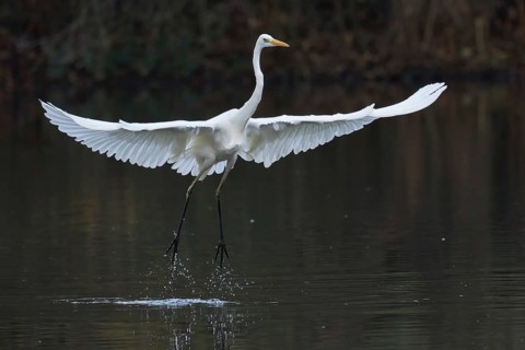 Great White Egret (Ardea alba) taking off from the water with large, outstretched wings, Hesse,