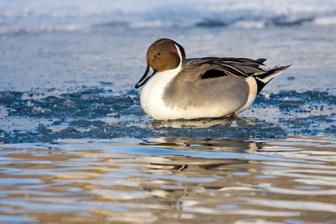 Pintail (Anas acuta) on a frozen body of water in a wintry atmosphere, Hesse, Germany