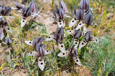 Purple and cream-coloured flowers with detailed petals in a summer meadow landscape, Iris (Iris