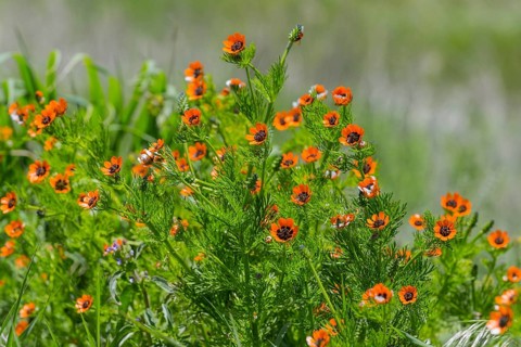 Vivid orange flowers bloom amidst green leaves in a meadowSummer Adonis aestivalis, also known as