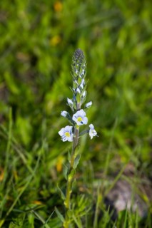 Close-up of a plant with delicate white flowers on a green meadow, gentian speedwell (Veronica