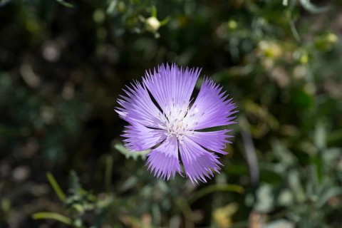 Close-up of a single purple flower with jagged petals in the sunshine, Amberboa moschata, Armenia