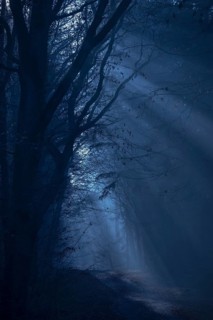 A dark forest in shades of blue with shadows and a mysterious, mystical atmosphere, fog, weak