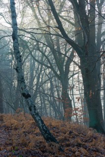 Foggy, cool forest with cold sunlight, tall trees, mixed forest, natural forest, copper beech