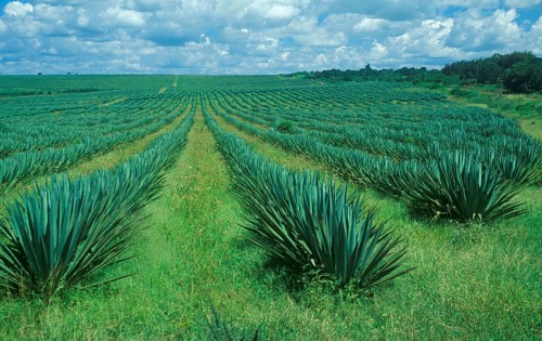 Sisal plantation, Tanzania, Africa, June 2000, vintage, retro, old, historic