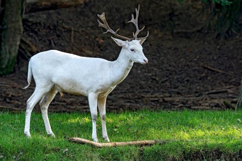 White shovel deer, fallow deer (dama dama), young animal, calf, white fur due to leucism gene