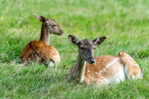 Dams (dama dama) Bald deer, hinds, resting on a meadow at the edge of the forest, Vogelsberg,