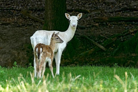 Damson (dama dama), adult doe, white fur due to leucism gene mutation, no albino, with calf on a